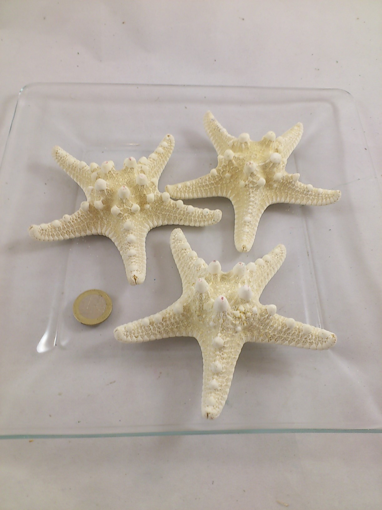 Starfish rhinoceros bleached 10-15 cm 3 p.